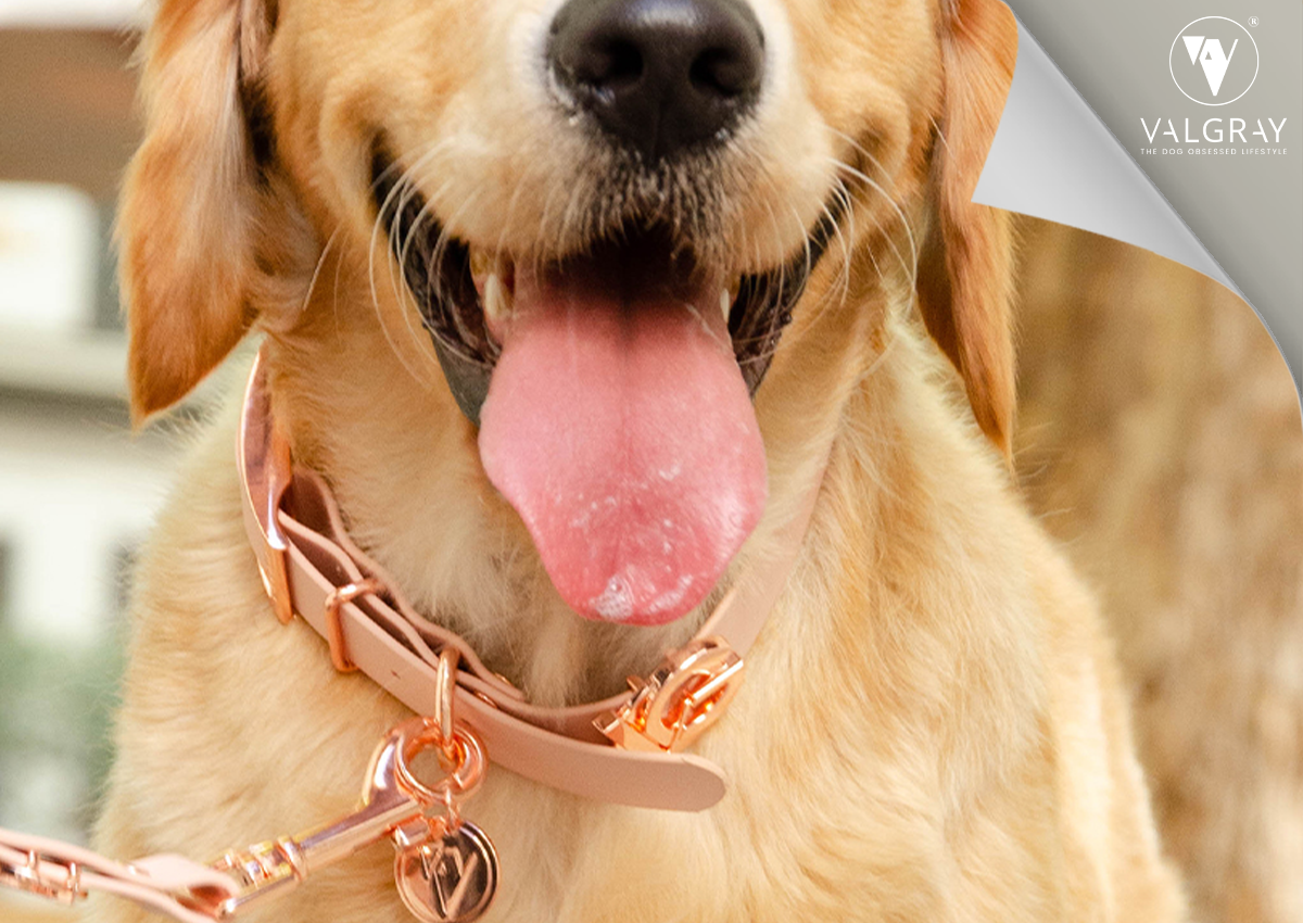 Premium Valgray Dog Collars - Blush and Rose Gold Collar on Labrador
