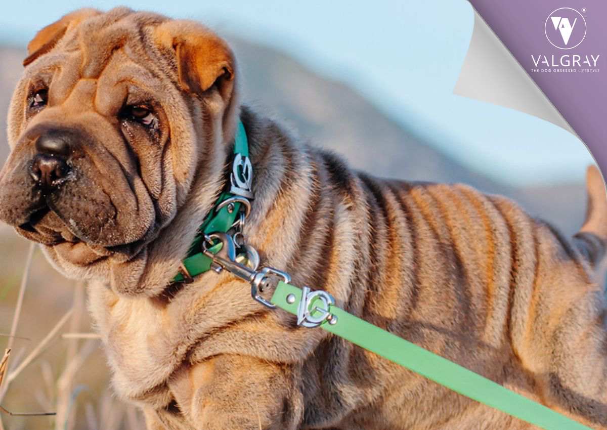 Turquoise Luxury Dog Collar with a Pistachio Leash Set on a Shar Pei Dog