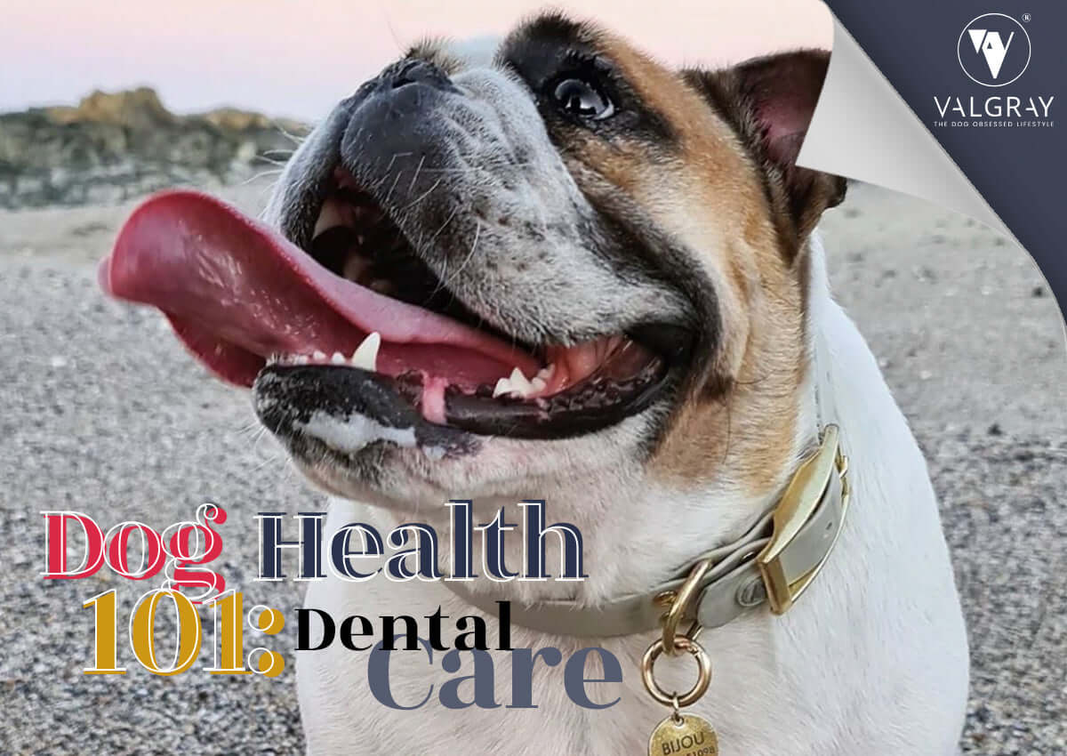 Dog health 101: Dental health for dogs and puppies. Image shows an English/British Bulldog (medium-sized dog) wearing a premium waterproof Valgray for Dogs collar with clean teeth.