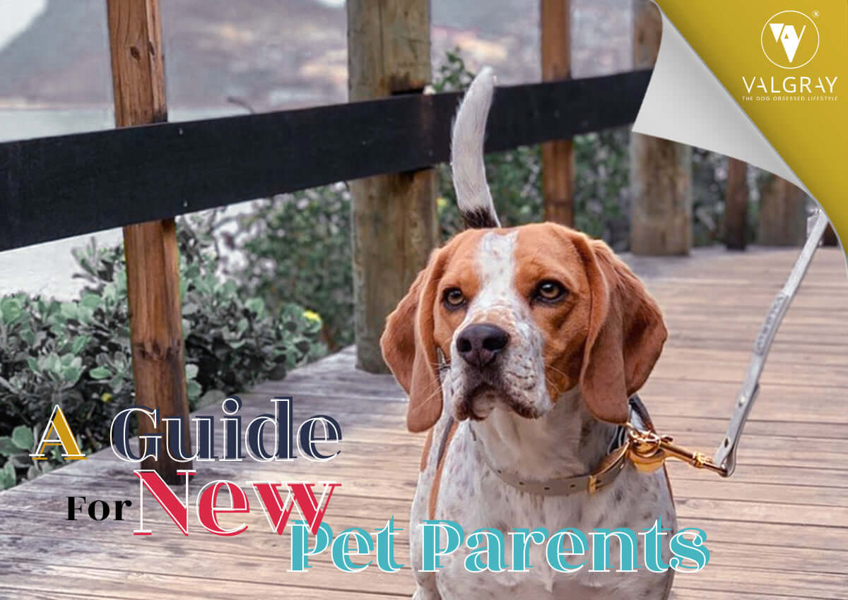 A beagle on the Cape Peninsula Wooden Walkway wearing a Valgray for Dogs Bone Grey and Yellow Gold collar and leash set.