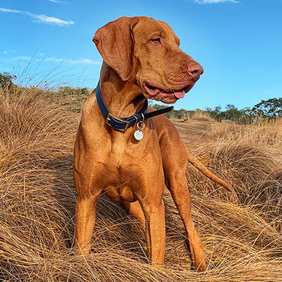 Monica Fourie from Nelspruit in South Africa joined the Valgray for Dogs family with her Vizsla, who sports the XL Valgray chic midnight blue and silver collar with personalised name tags. 