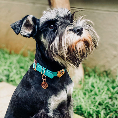 Another luxury pet accessory lover joins The Valgray for Dogs fam! Kim Blumberg and her  Miniature Schnauzer from Sandown in Johannesburg, South Africa, joined our dog-obsessed lifestyle with a Valgray turquoise blue and rose gold dog collar.