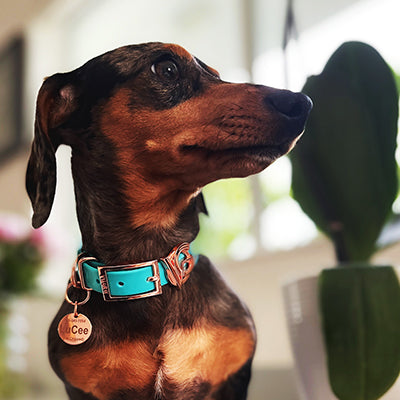 The newest Valgray for Dogs family member from Miami Beach, USA! Natalie Brink's Dachshund sports a Valgray for Dogs stylish turquoise blue and rose gold collar for small dogs with style.