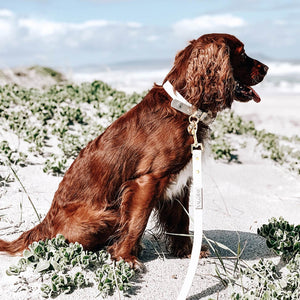 Medium bone grey & yellow gold dog collar and leash set on medium size dog.