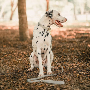 Large bone grey & yellow gold premium dog collar and leash set on dalmatian dog.