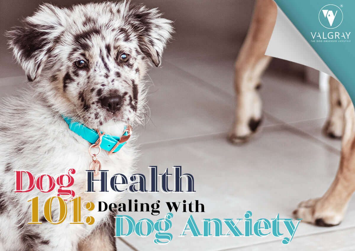 Dog health 101: A guide to identifying and dealing with dog anxiety. The image shows a black and white spotted Australian Shepherd puppy (medium-sized dog breed) wearing a turquoise blue and rose gold Valgray collar.