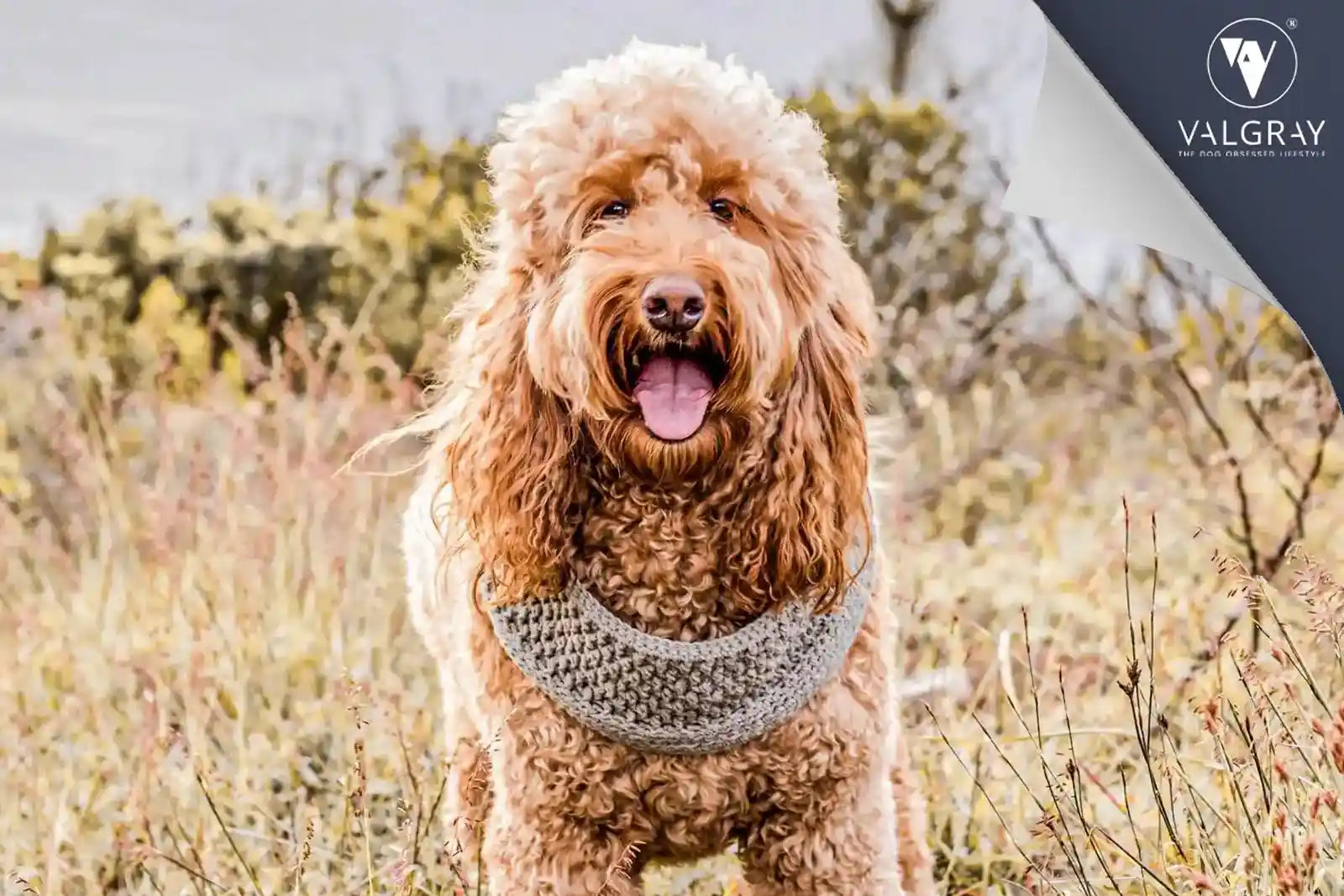 10 Effective Ways to Keep Your Dog Warm in Winter