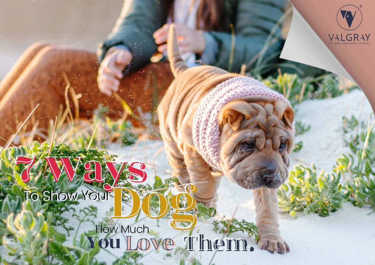 Valgray for Dogs designers dog collars and leashes based in Cape Town, South Africa blog on seven ways to show your dogs you love them. Blog image shows a Chinese Shar-Pei puppy wearing a Valgray for Dogs blush pink dog snood while on the beach.
