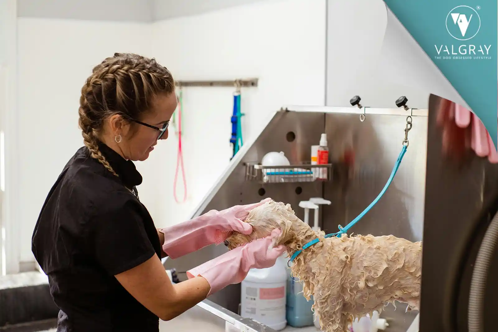 Where to Wash My Dog: DIY vs Professional Services Explained