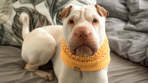 Valgray luxury dog accessory store contact us page image of dog in a canary yellow handcrafted snood for dogs on Juno. The product in the image is the Valgray canary snood scarf on a medium-sized dog (Shar Pei dog) in a luxury lifestyle picture.