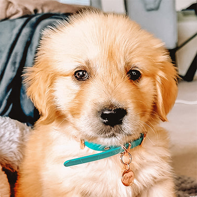 One of the Valgray for Dogs family pups! Kelly Watkins in Bondi Beach, Sydney, shared a photo of their labrador puppy wearing a turquoise blue Valgray for Dogs premium dog collar with engraved rose gold tags. 