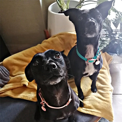 Two new members of the Valgray for Dogs family! Dale Linstrom from Johannesburg, South Africa, shared a photograph of his two small dogs wearing Valgray for Dogs luxury dog collars in blush pink and turquoise blue with personalised rose gold tags. 