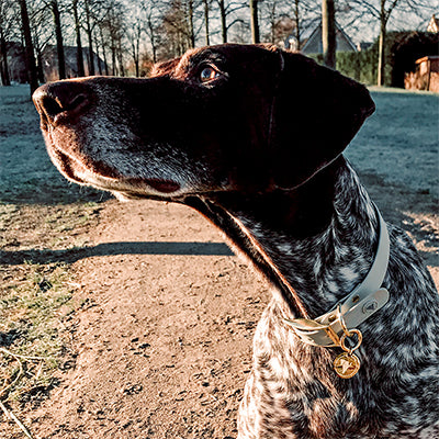 The Valgray for Dogs family in the Netherlands is growing thanks to Kate Davies from Amsterdam and her Great Dane, who loves wearing the classic Valgray bone grey and yellow gold XL dog collar.