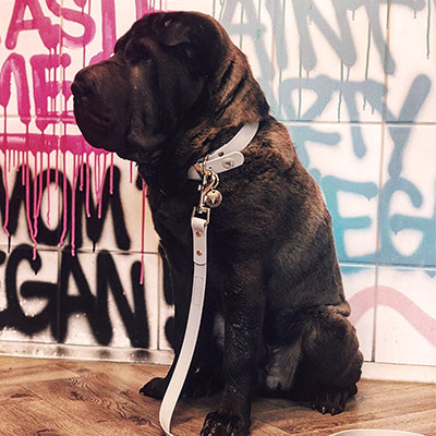 A new member to the Valgray for Dogs fam! Kees Kappers from Amsterdam, Netherlands, shared a pic of his Shar Pei dogs in their Valgray for Dogs designer bone grey dog collar with customised yellow gold tags. 