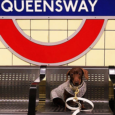 The Valgray for Dogs family has come to London, UK, with Charlie Osman and their Dachshund, who walks the Queensway Underground Station in his Valgray bone grey and yellow gold collar and leash set with personalised tags.