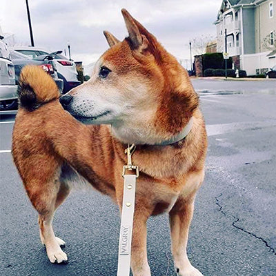  Luxury pet accessories lover Elle Davida in Atlanta, Georgia, USA and their Shiba Inu joined the Valgray for Dogs family with the classic bone grey and yellow gold dog collar and leash set.