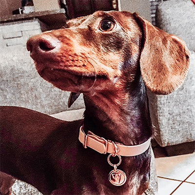 Valgray for Dogs family member Roxy Pienaar in Mooikloof, Pretoria, South Africa, shows off her Dachshund puppy in the Valgray for Dogs premium blush pink and rose gold dog collars with customised tags. 