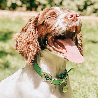 Lays Kristynne in Stellenbosch, South Africa, became part of the Valgray for Dogs family when she opted for a luxury Valgray for Dogs pistachio green and silver dog collar for her English Springer Spaniel puppy.