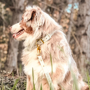 Large bone grey & yellow gold premium dog collar and leash set on australian shepherd dog.