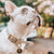 Medium bone grey & yellow gold waterproof dog collar on a white french bulldog.