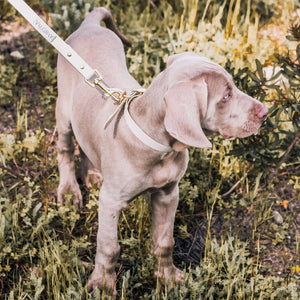 Bone grey & yellow gold large premium dog collar and leash set on weimaraner puppy.