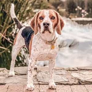 Medium bone grey & yellow gold waterproof dog collar on a beagle dog.