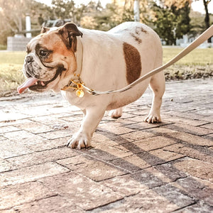 Large bone grey & yellow gold premium dog collar and leash set on english bulldog.