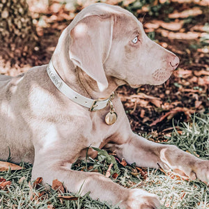 Large bone grey & yellow gold waterproof dog collar on an adult weimaraner dog.