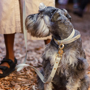 Medium bone grey & yellow gold dog collar and leash set on miniature schnauzer dog.