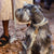 Bone grey & yellow gold medium to large dog leash on miniature schnauzer dog.
